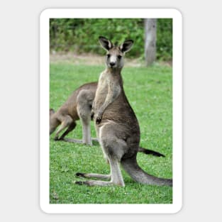 Australie - Newcastle, Kangourou Sticker